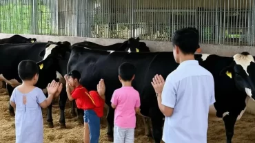 Cúng chuồng bò