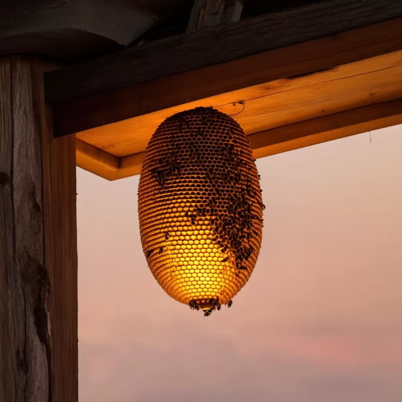 A beehive inside the house